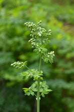 Cargar imagen en el visor de la galería, Close-up of a flower stalk of tall western meadowrue (Thalictrym polycarpum) covered in delicate buds and foliage. One of approximately 200 species of Pacific Northwest native plants available at Sparrowhawk Native Plants, native plant nursery in Portland, Oregon.