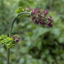 Cargar imagen en el visor de la galería, Close-up of the burgundy female flowers of tall western meadowrue (Thalictrym polycarpum). One of approximately 200 species of Pacific Northwest native plants available at Sparrowhawk Native Plants, native plant nursery in Portland, Oregon.