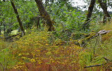 Cargar imagen en el visor de la galería, A wild population of tall western meadowrue (Thalictrym polycarpum) turning reddish-yellow in fall. One of approximately 200 species of Pacific Northwest native plants available at Sparrowhawk Native Plants, native plant nursery in Portland, Oregon.