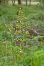 Cargar imagen en el visor de la galería, Flower stalk of a male tall western meadowrue (Thalictrym polycarpum) plant, covered in yellowish flowers. One of approximately 200 species of Pacific Northwest native plants available at Sparrowhawk Native Plants, native plant nursery in Portland, Oregon.