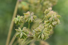 Cargar imagen en el visor de la galería, Close-up of seed pods on a female tall western meadowrue (Thalictrym polycarpum). One of approximately 200 species of Pacific Northwest native plants available at Sparrowhawk Native Plants, native plant nursery in Portland, Oregon.
