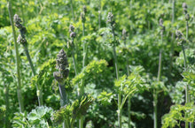 Cargar imagen en el visor de la galería, Close-up of stalks of female tall western meadowrue plants (Thalictrym polycarpum) about to burst into flower. One of approximately 200 species of Pacific Northwest native plants available at Sparrowhawk Native Plants, native plant nursery in Portland, Oregon.