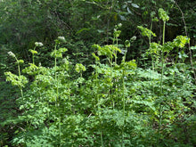 Cargar imagen en el visor de la galería, A wild population of tall western meadowrue (Thalictrym polycarpum). One of approximately 200 species of Pacific Northwest native plants available at Sparrowhawk Native Plants, native plant nursery in Portland, Oregon.