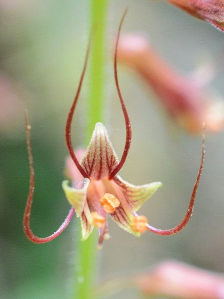 piggyback plant seeds Piggyback Plant (Tolmiea menziesii) – Sparrowhawk Native Plants