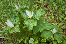 Load image into Gallery viewer, A small wild population of giant trillium (Trillium albidum) in full bloom. One of the 150+ species of Pacific Northwest native plants available at Sparrowhawk Native Plants in Portland, Oregon