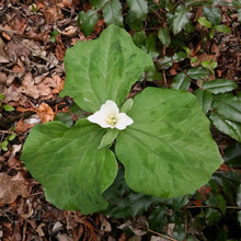 Load image into Gallery viewer, An overhead look at the bright white bloom and mottled leaves of giant trillium (Trillium albidum) in full bloom. One of the 150+ species of Pacific Northwest native plants available at Sparrowhawk Native Plants in Portland, Oregon