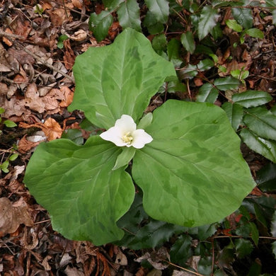 An overhead look at the bright white bloom and mottled leaves of giant trillium (Trillium albidum) in full bloom. One of the 150+ species of Pacific Northwest native plants available at Sparrowhawk Native Plants in Portland, Oregon