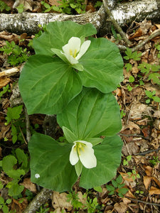 Two bright white blooming giant trilliums (Trillium albidum). One of the 150+ species of Pacific Northwest native plants available at Sparrowhawk Native Plants in Portland, Oregon