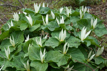 Load image into Gallery viewer, A breath-takingly showy bunch of giant trillium (Trillium albidum) in full bloom. One of the 150+ species of Pacific Northwest native plants available at Sparrowhawk Native Plants in Portland, Oregon