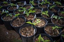 Load image into Gallery viewer, One gallon pots of western trillium (Trillium ovatum). One of 100+ species of Pacific Northwest native plants available at Sparrowhawk Native Plants, Native Plant Nursery in Portland, Oregon.