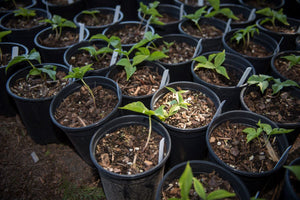 One gallon pots of western trillium (Trillium ovatum). One of 100+ species of Pacific Northwest native plants available at Sparrowhawk Native Plants, Native Plant Nursery in Portland, Oregon.