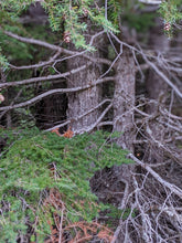 Load image into Gallery viewer, Bark trunks and branches of mature Western hemlock (Tsuga heterophylla) in a Pacific Northwest forest. One of the many native trees, shrubs and herbaceous plants available at Sparrowhawk Native Plants, native plant nursery in Portland, Oregon.
