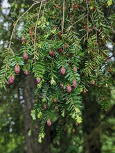 Load image into Gallery viewer, Cone-laden boughs of Western hemlock (Tsuga heterophylla) in a Pacific Northwest forest. One of the many native trees, shrubs and herbaceous plants available at Sparrowhawk Native Plants, native plant nursery in Portland, Oregon.