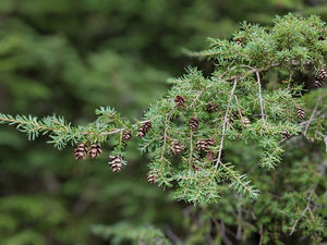 Cone-laden boughs of Western hemlock (Tsuga heterophylla) in a Pacific Northwest forest. One of the many native trees, shrubs and herbaceous plants available at Sparrowhawk Native Plants, native plant nursery in Portland, Oregon.
