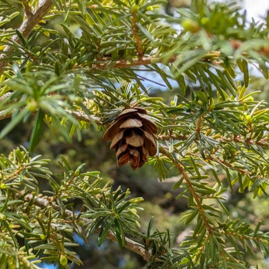 Close-up of a Western hemlock cone (Tsuga heterophylla). One of the many native trees, shrubs and herbaceous plants available at Sparrowhawk Native Plants, native plant nursery in Portland, Oregon.