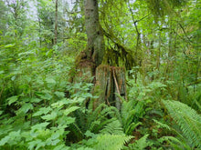Load image into Gallery viewer, A Western Hemlock (Tsuga heterophylla) growing out of an old giant stump in a Pacific Northwest forest. One of the many native trees, shrubs and herbaceous plants available at Sparrowhawk Native Plants, native plant nursery in Portland, Oregon.