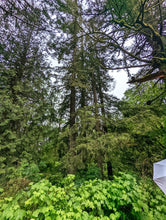 Load image into Gallery viewer, Western hemlock (Tsuga heterophylla) in a Pacific Northwest forest. One of the many native trees, shrubs and herbaceous plants available at Sparrowhawk Native Plants, native plant nursery in Portland, Oregon.