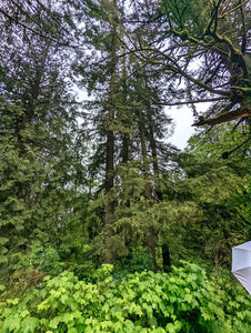 Western hemlock (Tsuga heterophylla) in a Pacific Northwest forest. One of the many native trees, shrubs and herbaceous plants available at Sparrowhawk Native Plants, native plant nursery in Portland, Oregon.