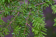 Load image into Gallery viewer, Close-up of the needles of Western hemlock (Tsuga heterophylla). One of the many native trees, shrubs and herbaceous plants available at Sparrowhawk Native Plants, native plant nursery in Portland, Oregon.