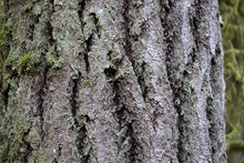Load image into Gallery viewer, Close-up of the mature bark of Western hemlock (Tsuga heterophylla). One of the many native trees, shrubs and herbaceous plants available at Sparrowhawk Native Plants, native plant nursery in Portland, Oregon.