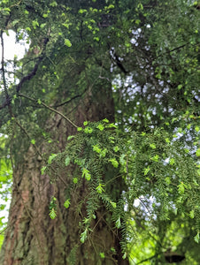 Branches and trunk of a mature, enormous Western hemlock (Tsuga heterophylla). One of the many native trees, shrubs and herbaceous plants available at Sparrowhawk Native Plants, native plant nursery in Portland, Oregon.
