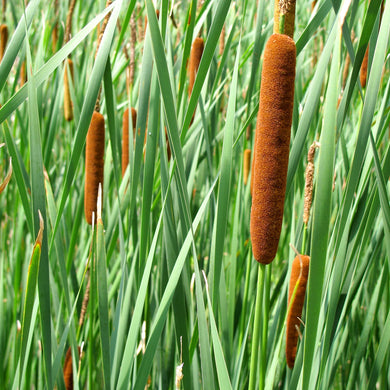 Several rusty brown spikelets adorn a population of cattail (Typha latilfolia). One of 100+ species of Pacific Northwest native plants available at Sparrowhawk Native Plants, Native Plant Nursery in Portland, Oregon.