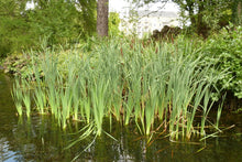 Load image into Gallery viewer, A population of cattail (Typha latilfolia) spreads by rhizomes through a pond. One of 100+ species of Pacific Northwest native plants available at Sparrowhawk Native Plants, Native Plant Nursery in Portland, Oregon.
