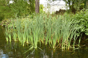 A population of cattail (Typha latilfolia) spreads by rhizomes through a pond. One of 100+ species of Pacific Northwest native plants available at Sparrowhawk Native Plants, Native Plant Nursery in Portland, Oregon.