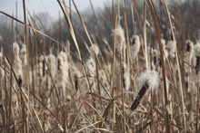 Load image into Gallery viewer, A sea of cattail (Typha latilfolia) spikelets going to fluffy seed above its attractive brown late season vegetation. One of 100+ species of Pacific Northwest native plants available at Sparrowhawk Native Plants, Native Plant Nursery in Portland, Oregon.