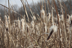 A sea of cattail (Typha latilfolia) spikelets going to fluffy seed above its attractive brown late season vegetation. One of 100+ species of Pacific Northwest native plants available at Sparrowhawk Native Plants, Native Plant Nursery in Portland, Oregon.