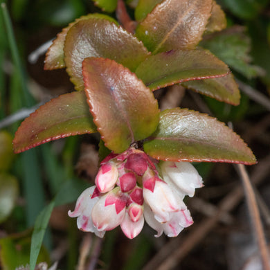 Close-up image showing a branch tip covered in delicate white and pink flowers of evergreen huckleberry (Vaccinium ovatum). One of approximately 200 species of Pacific Northwest native plants available at Sparrowhawk Native Plants, native plant nursery in Portland, Oregon.