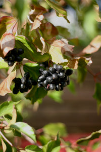 Close up of the dark berries of oval-leaved viburnum (Viburnum ellipticum). One of approximately 200 species of Pacific Northwest native plants available through Sparrowhawk Native Plants in Portland, Oregon.