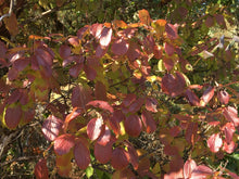 Load image into Gallery viewer, Fall color on the foliage of oval-leaved viburnum (Viburnum ellipticum) in its natural habitat, with fall color and berries. One of approximately 200 species of Pacific Northwest native plants available through Sparrowhawk Native Plants in Portland, Oregon.