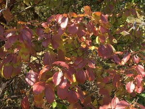 Fall color on the foliage of oval-leaved viburnum (Viburnum ellipticum) in its natural habitat, with fall color and berries. One of approximately 200 species of Pacific Northwest native plants available through Sparrowhawk Native Plants in Portland, Oregon.