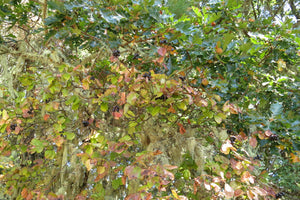 A mature oval-leaved viburnum (Viburnum ellipticum) in its natural habitat, with fall color and berries. One of approximately 200 species of Pacific Northwest native plants available through Sparrowhawk Native Plants in Portland, Oregon.