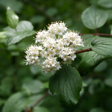 Load image into Gallery viewer, Close up of a cluster of white oval-leaved viburnum flowers (Viburnum ellipticum). One of approximately 200 species of Pacific Northwest native plants available through Sparrowhawk Native Plants in Portland, Oregon.