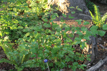 Load image into Gallery viewer, A young, small oval-leaved viburnum (Viburnum ellipticum) shrub in the habitat garden. One of approximately 200 species of Pacific Northwest native plants available through Sparrowhawk Native Plants in Portland, Oregon.