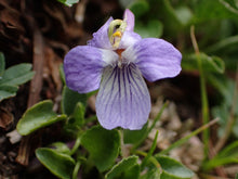 Load image into Gallery viewer, Close-up of purple early blue violet flower (Viola adunca). Another stunning Pacific Northwest native plant available at Sparrowhawk Native Plants nursery in Portland, Oregon.