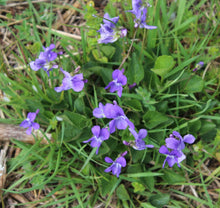Load image into Gallery viewer, Early blue violet plant (Viola adunca) in a meadow, covered with purple flowers. Another stunning Pacific Northwest native plant available at Sparrowhawk Native Plants nursery in Portland, Oregon.