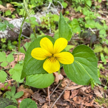 Load image into Gallery viewer, Yellow flowers and green foliage of streambank violet (Viola glabella). One of approximately 200 species of Pacific Northwest native plants available at Sparrowhawk Native Plants, native plant nursery in Portland, Oregon.