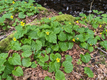 Load image into Gallery viewer, A wild population of yellow-flowering streambank violets (Viola glabella). One of approximately 200 species of Pacific Northwest native plants available at Sparrowhawk Native Plants, native plant nursery in Portland, Oregon.