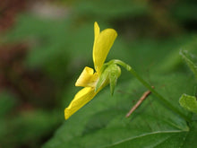 Load image into Gallery viewer, A close-up side view of a yellow flower on a streambank violet (Viola glabella). One of approximately 200 species of Pacific Northwest native plants available at Sparrowhawk Native Plants, native plant nursery in Portland, Oregon.