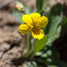 Load image into Gallery viewer, Close-up of the cheerful yellow flower of native canary violet (Viola praemorsa). One of 100+ species of Pacific Northwest native plants available at Sparrowhawk Native Plants, Native Plant Nursery in Portland, Oregon.