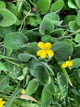 Load image into Gallery viewer, Yellow flower and abundant, fleshy leaves of native canary violet (Viola praemorsa). One of 100+ species of Pacific Northwest native plants available at Sparrowhawk Native Plants, Native Plant Nursery in Portland, Oregon.