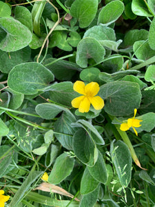 Yellow flower and abundant, fleshy leaves of native canary violet (Viola praemorsa). One of 100+ species of Pacific Northwest native plants available at Sparrowhawk Native Plants, Native Plant Nursery in Portland, Oregon.
