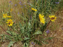 Load image into Gallery viewer, Cheerful blooms of narrow-leaved mule’s ear (Wyethia angustifolia) in the wild with harvest brodiaea and a checkerspot butterfly. One of approximately 200 species of Pacific Northwest native plants available at Sparrowhawk Native Plants, Native Plant Nursery in Portland, Oregon.