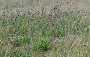 A wild population of narrow-leaved mule’s ear (Wyethia angustifolia) covered in seed heads, in a late season meadow. One of approximately 200 species of Pacific Northwest native plants available at Sparrowhawk Native Plants, Native Plant Nursery in Portland, Oregon.