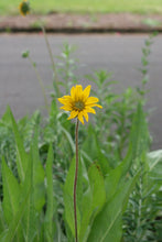 Load image into Gallery viewer, Cheerful yellow bloom of narrow-leaved mule’s ear (Wyethia angustifolia) in a Milwaukie parking strip. One of approximately 200 species of Pacific Northwest native plants available at Sparrowhawk Native Plants, Native Plant Nursery in Portland, Oregon.