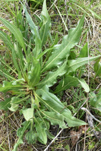 Load image into Gallery viewer, Long narrow foliage of narrow-leaved mule’s ear (Wyethia angustifolia). One of approximately 200 species of Pacific Northwest native plants available at Sparrowhawk Native Plants, Native Plant Nursery in Portland, Oregon.