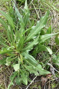 Long narrow foliage of narrow-leaved mule’s ear (Wyethia angustifolia). One of approximately 200 species of Pacific Northwest native plants available at Sparrowhawk Native Plants, Native Plant Nursery in Portland, Oregon.